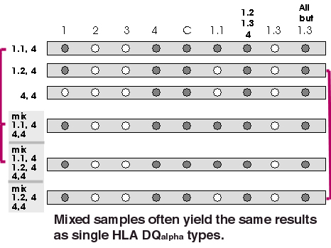 HLA DQ-alpha mixed samples